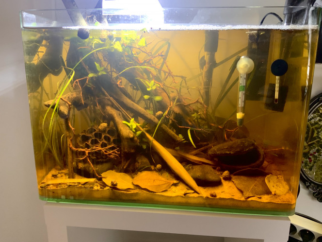 Avancement biotope Asie il commence a être pas mal ! Aujourd’hui je vais enfin pouvoir enlever les deux filtres et le chauffage qui sont trop en vue par ce que mon filtre externe est arriver ? 

Je vais sûrement me prendre quelques plantes en plus aussi, a pousse rapide comme ca j’évite un max les algues ?