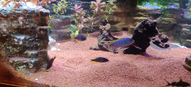 Maylandia Zebra 