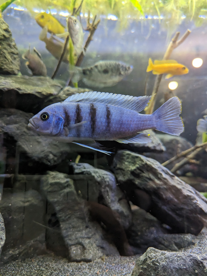 Cynotilapia SP gallireya - Mâle 