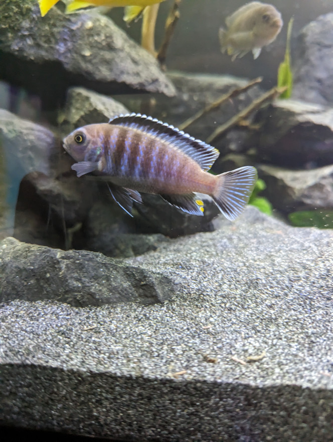 Chidongo Saulosi - Pseudotropheus Saulosi - Mâle 