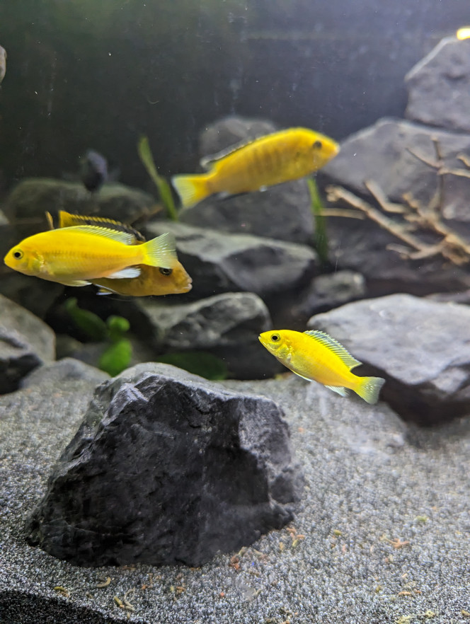 Labidochromis - Labido Jaunes Juvénile - Non sexable 