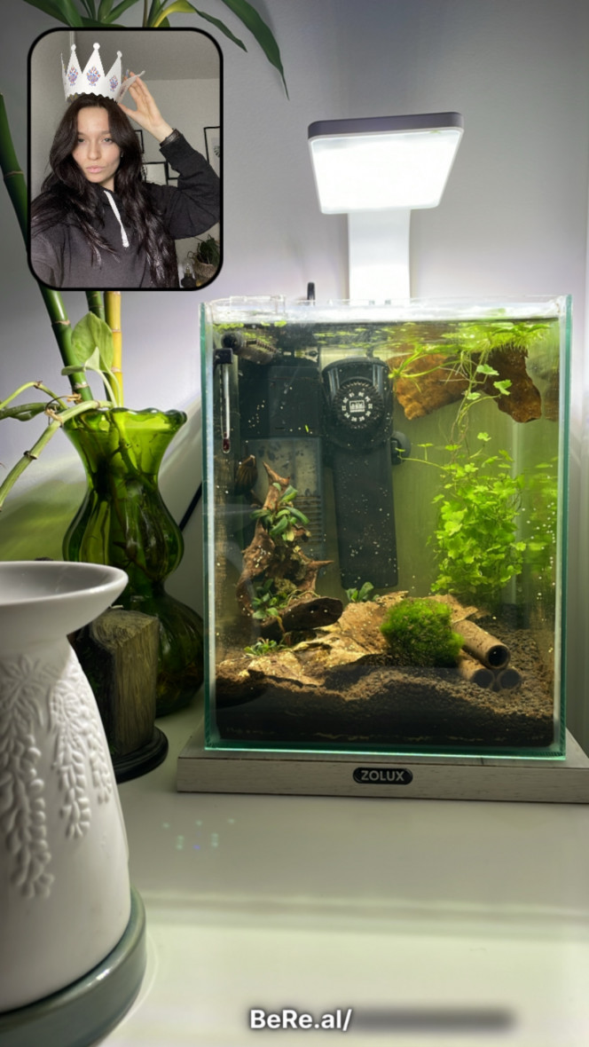  Première photo de l'aquarium après la mise en place des plantes.