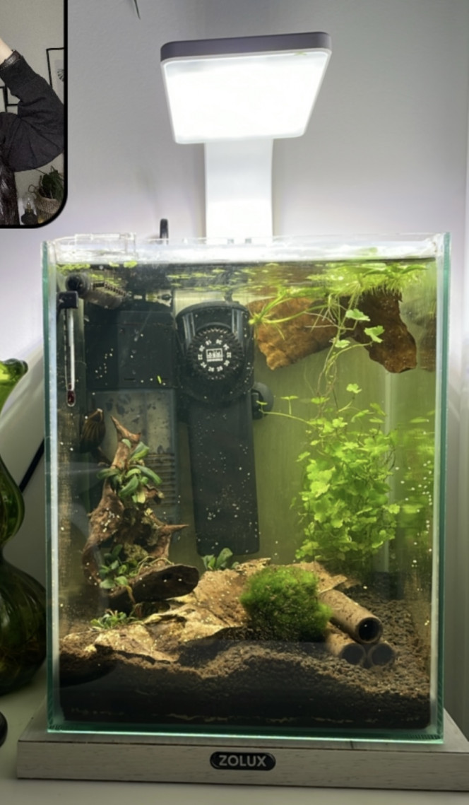 Première photo Photo après la plantation des plantes. Aquarium qui était rempli/ filtré/ chauffé avec un escargot. Etait planté avant, et habité par un betta splendens.