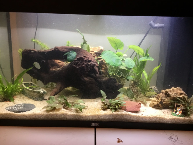 Déplacement de certaine plante Déplacement des mes anubias et de mes fougère de java, sur racine de mangrove et pierres. L’effet est pas dingue pour l’instant: attendre que la racine ne flotte plus et que les plantes poussent.