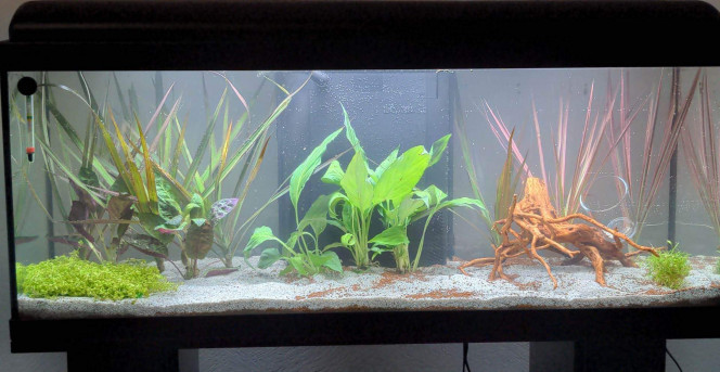 Aquarium ramirezi Aquarium 100l avec pour projet
10 corydoras panda
4 gastromyson
1 couple de ramirezi.
4 killi
2 escargot