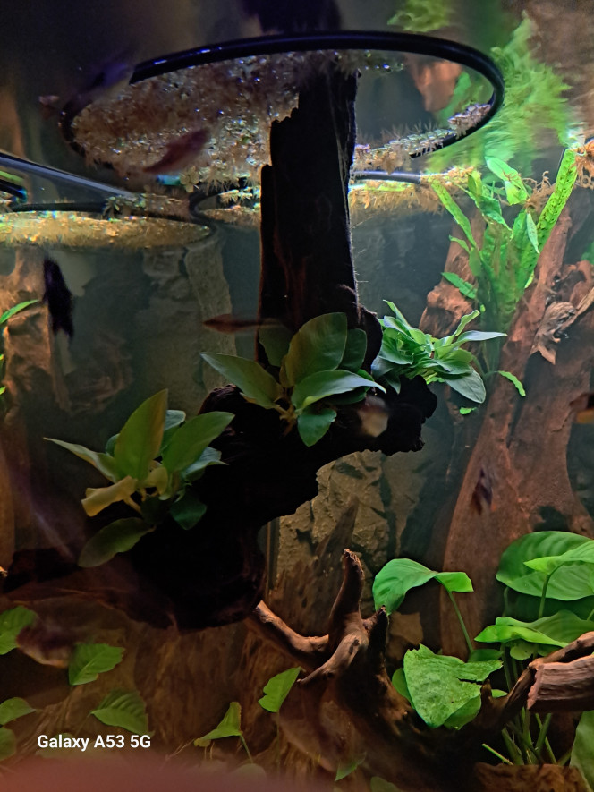 Anubias gold Petite création en suspension.