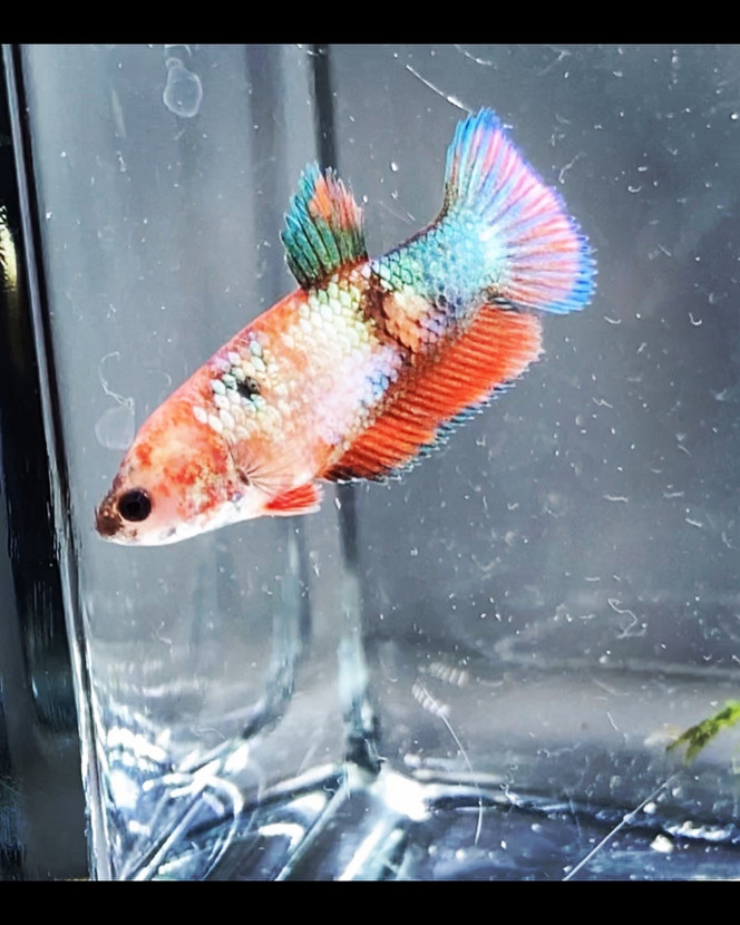 Photographie du post de Nalia 