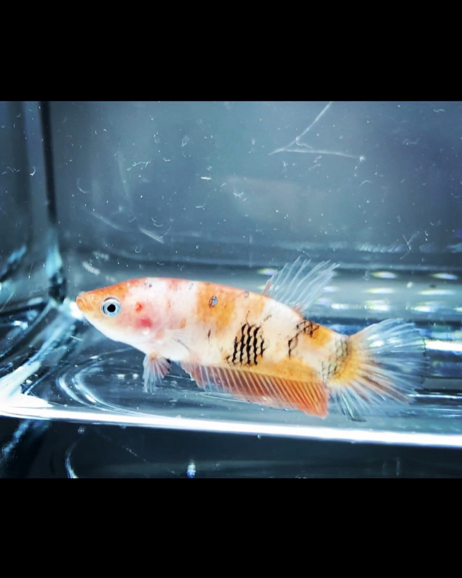 Photographie du post de Nalia 