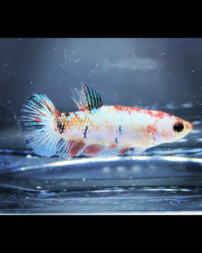 Photographie du post de Nalia 