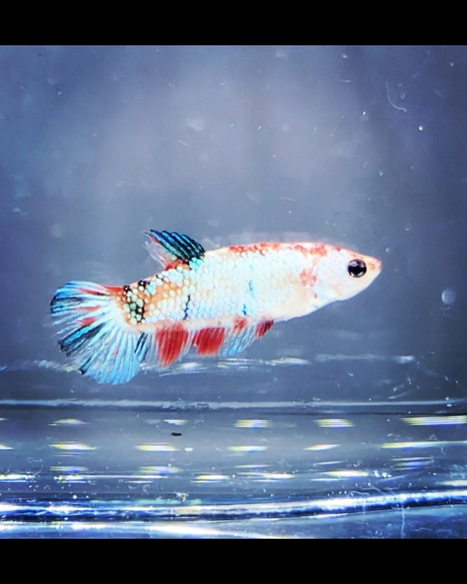 Photographie du post de Nalia 