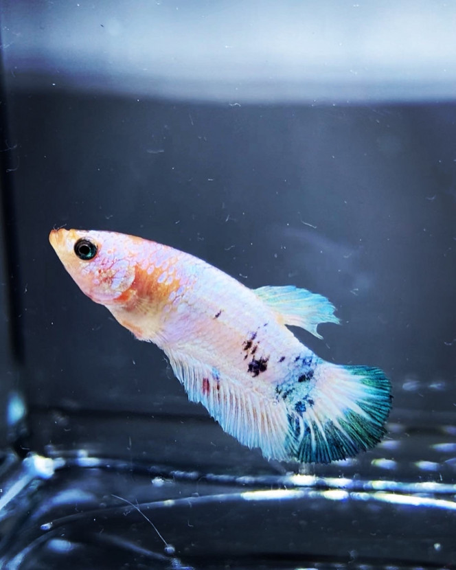 Photographie du post de Nalia 