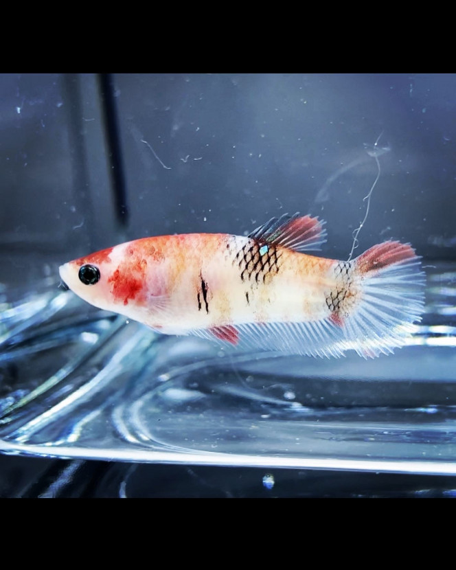 Photographie du post de Nalia 