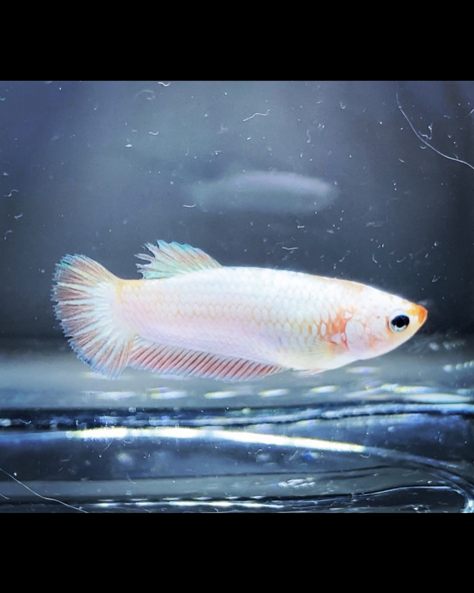 Photographie du post de Nalia 