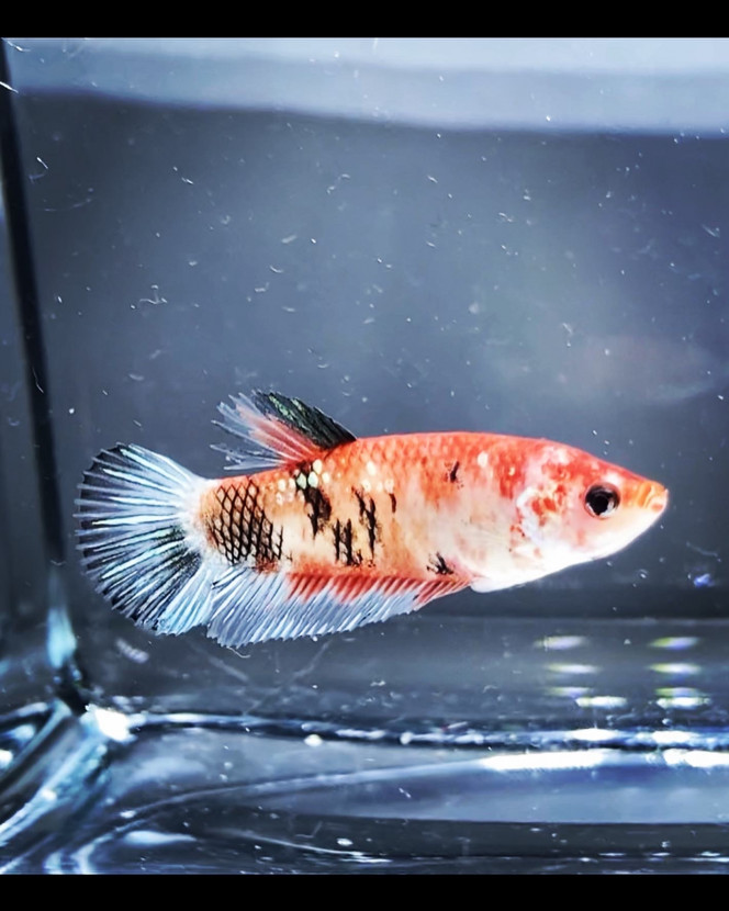 Photographie du post de Nalia 