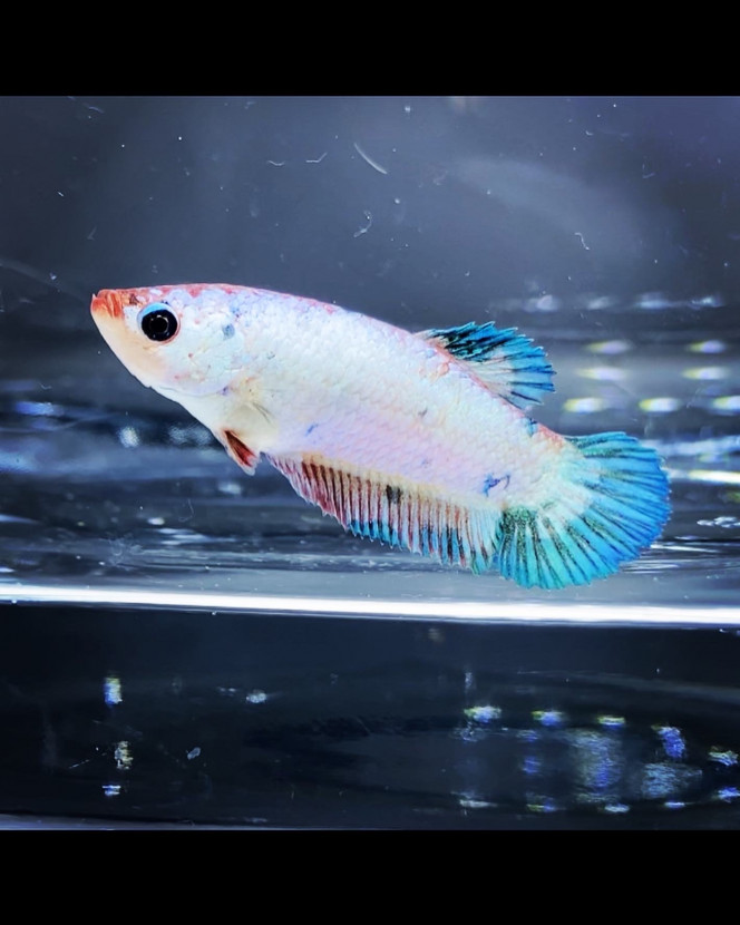 Photographie du post de Nalia 