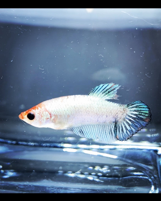 Photographie du post de Nalia 