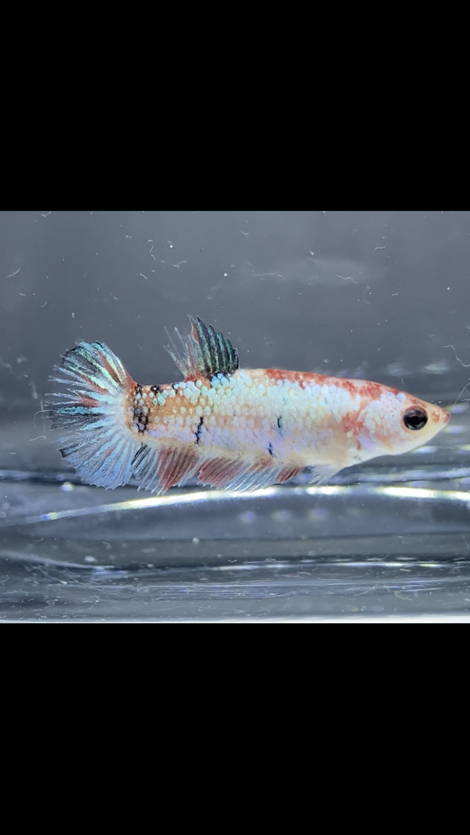 Photographie du post de Nalia 