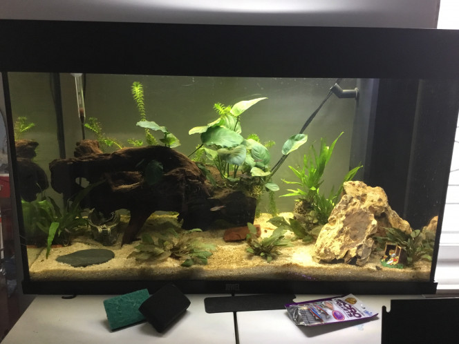 On s’acclimate Petite photo de l’aquarium avec les néons roses qui s’acclimatent