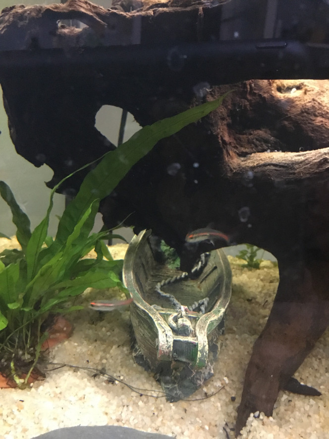 Poissons un peu timide je crois.... Les uns tout mignons qui ne bougent pas trop, je crois qu’ils aiment bien l’ardoise juste en dessous...