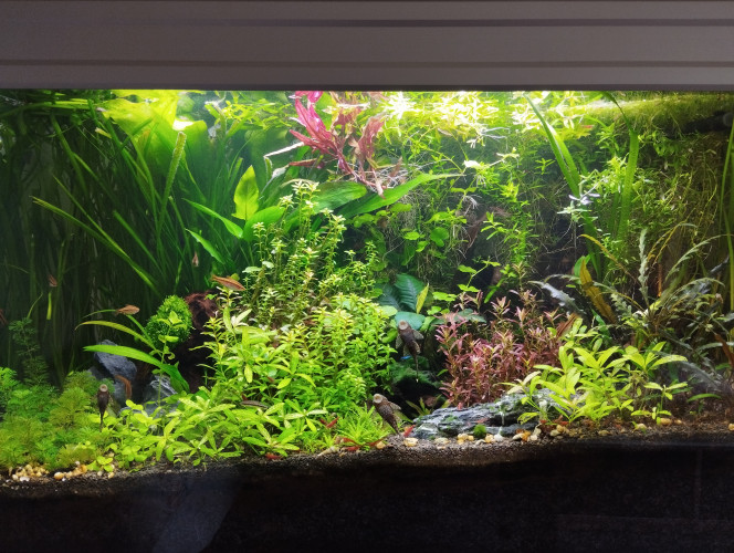 Aquarium aquatlantis 150 litres 