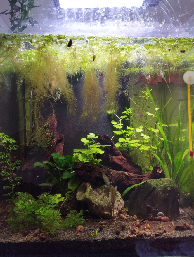 Nano aquarium de 60 litres 
