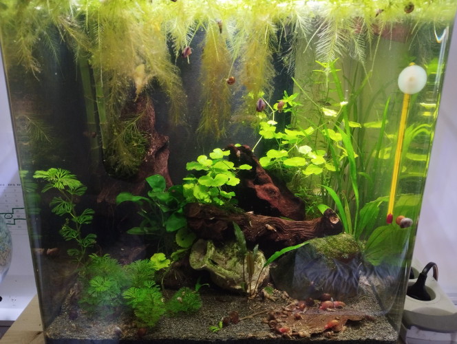 Aquarium de 60 litres eau du robinet 