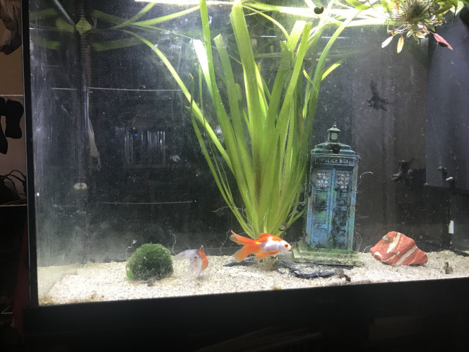 Photographie du post de Microcosme 