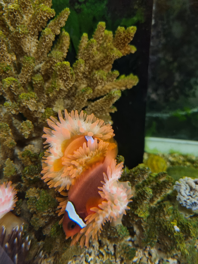 Amphiprion melanopus 