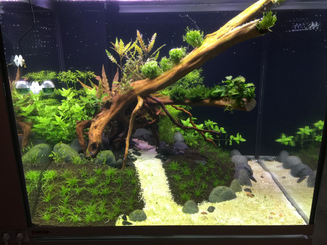 J+13 :  Les plantes grandissent, les algues aussi Ce nouveau bac est en pleine montée de NO²/NO³, les algues commencent à être visibles. Cet environnement est encore toxique pour les poissons ... Patience ... Nettoyage ... Patience ... Changement d'eau ... Patience ... Tests ...Patience ...