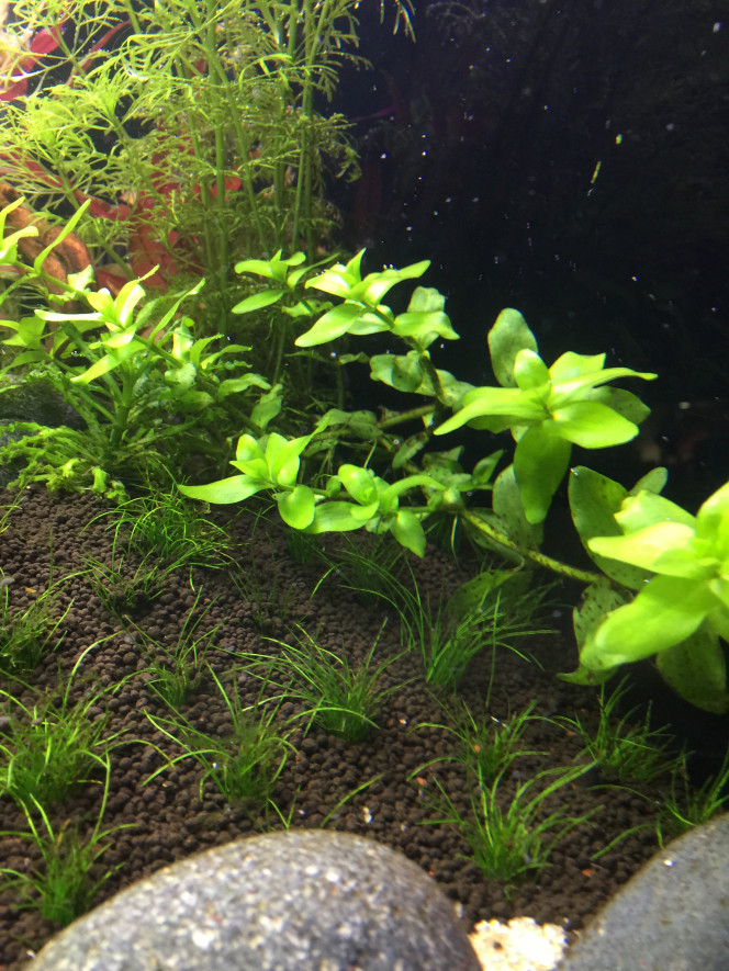 Bacopa Caroliniana Cette Bacopa Caroliniana a la bonne idée de pousser latéralement, comme ça elle n'est pas étouffée par La Limnophila d'à côté qui pousse de 25cm /semaine (!) Et la bonne surprise c'est qu'elle développe des racines en partie haute pour s'ancrer dans le sol de la pente. Du coup une fois enracinée, elle va développer plusieurs tiges verticales. Coup de bol ^^