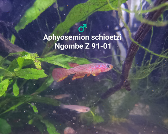♂️ Aphyosemion schioetzi Ngombe Z 91-01 Mâle ♂️ reproducteur
Aphyosemion schioetzi 
Ngombe Z 91-01 
Accompagné de quelques Alvins