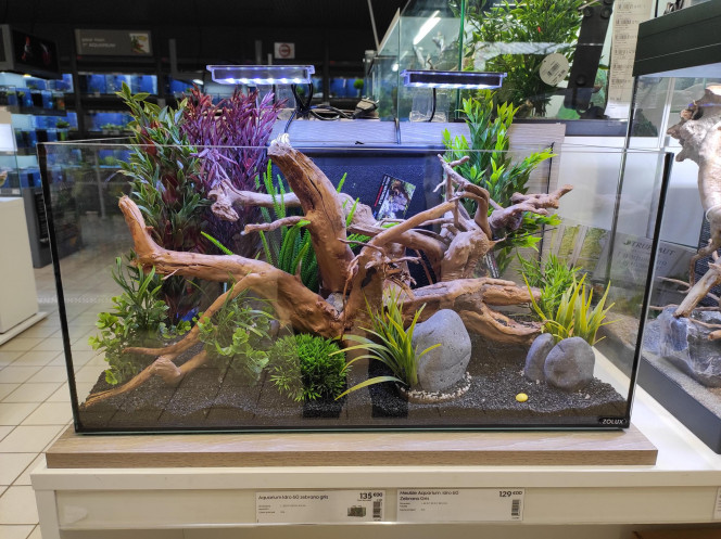 Aquarium Alpha Bonjour !

Voici l'aquarium de base 60 litres de chez ZOOLUX . Si les racines vont rester ( vigne rouge ) par contre la déco plantes sera naturelle et le sol technique .
Je compte y mettre 6 barbus de Sumatra vert .