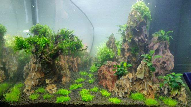 Scape + Plantes + mise en eau 