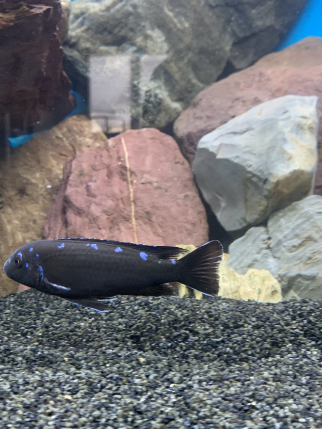 Pseudotropheus elongatus neon spot Le mâle