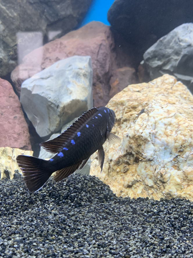 Pseudotropheus elongatus neon spot Le mâle