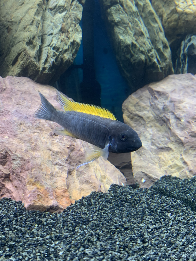 Labeotropheus zimbabwe 