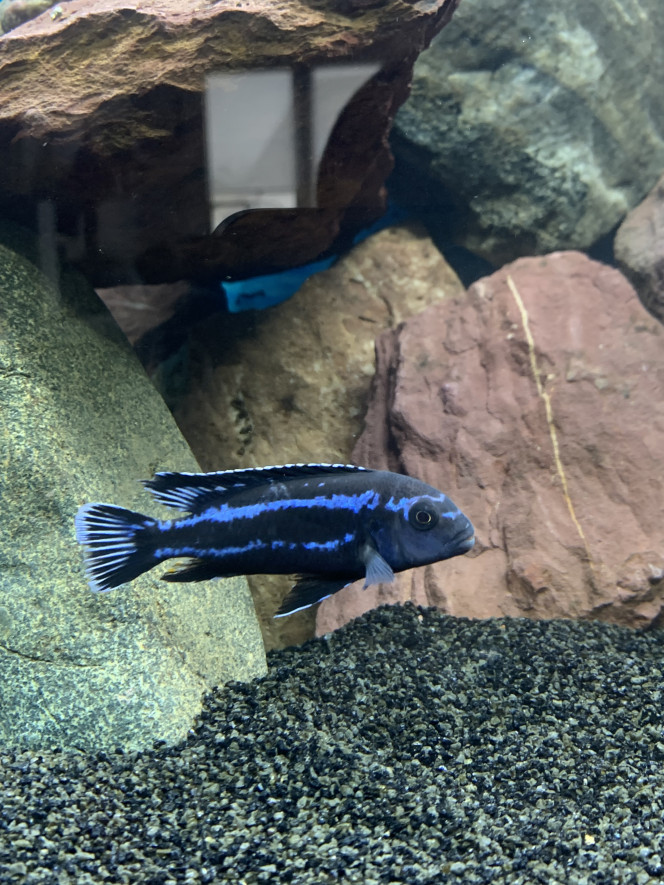 melanochromis johannii 