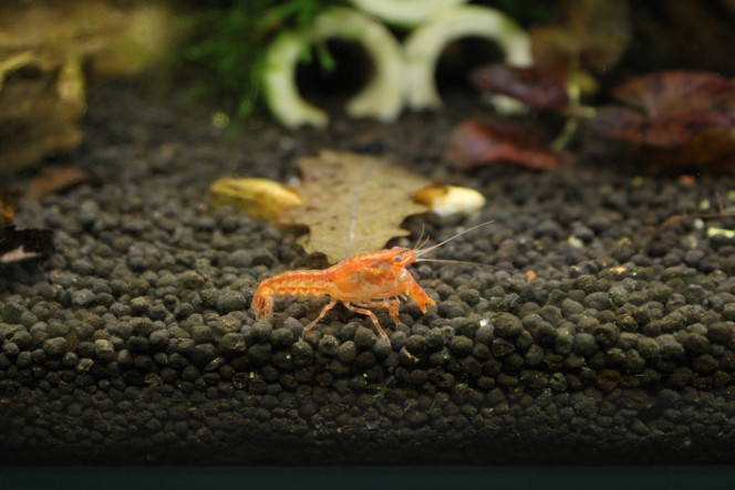 Photographie du post de TortueGeniale91 