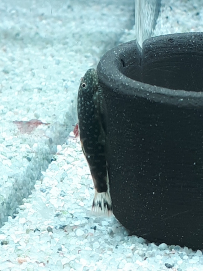 Photographie du post de Octopus83 