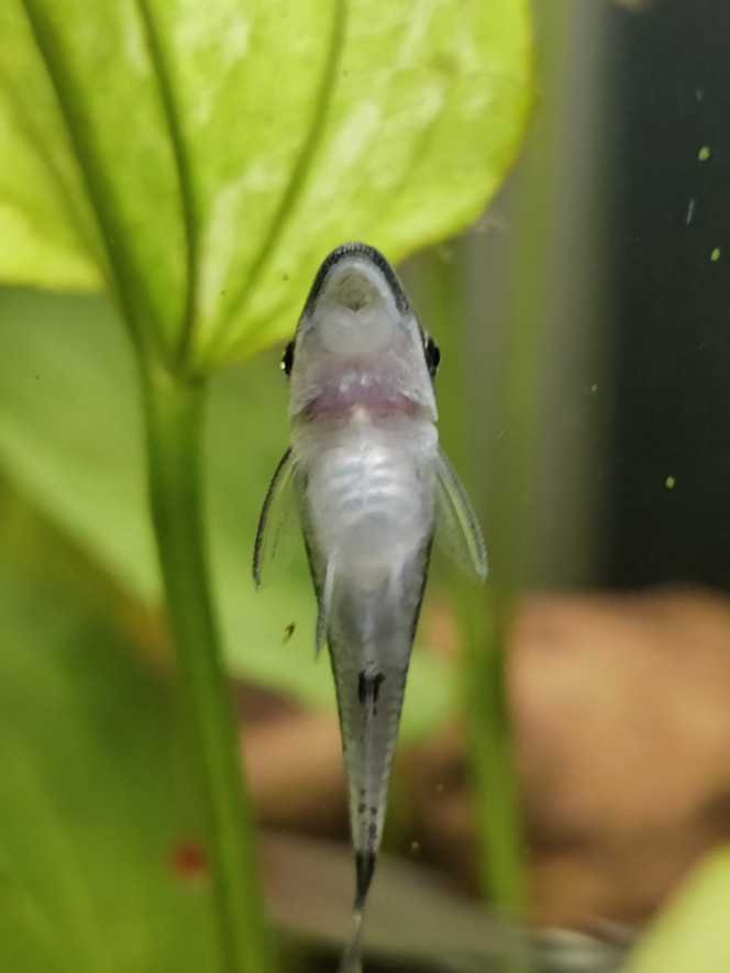 Otocinclus vittatus 