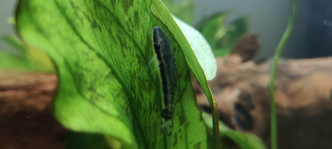 Otocinclus vittatus 