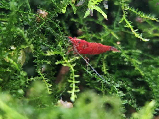 Photographie du post de MarleneMLX 