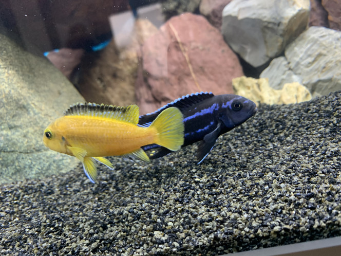 melanochromis johannii Monsieur et madame (enfin une des 3 ?)