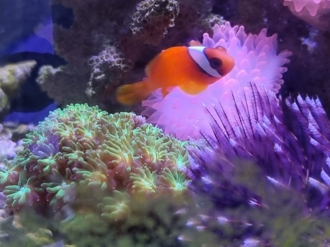 Amphiprion melanopus 