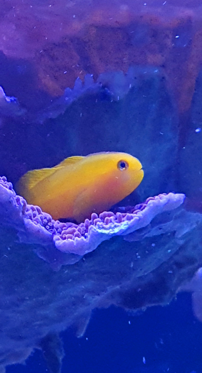  Petit gobiodon j'adore?