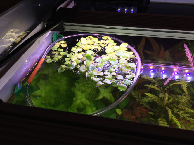 Introduction de la Limnobium laevigatum flottante Cette plante s'appelle "grenouilette" pour les intimes, j'ai chopé cette astuce sur Youtube pour les maintenir loin de l'aspiration du skimmer (petit enclos réalisé avec du tube d'air et deux ventouses).