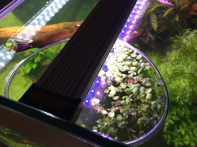 Introduction de la Phyllanthus fluitans flottante Celle-ci sera plus difficile à maintenir, on verra bien comment elle réagit aux conditions de mon bac. Mon objectif premier est de tamiser la lumière, mais ces plantes consomment aussi pas mal de nutriments.
