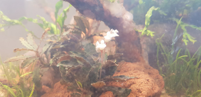 Fleurs de Bucéphalandra 
