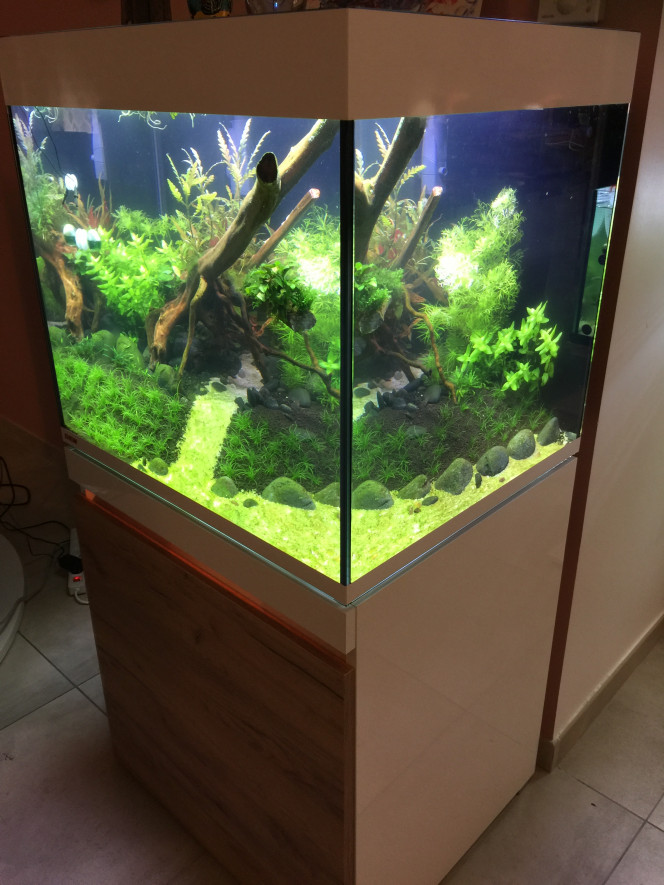 J+20 :  Un peu trop de vert dans mon fish tank Mais la gazonnante Eleocharis se developpe à merveille ----- Par contre j'ai retiré la Riccia Fluitans (EDIT ; qui n'en était pas au final) de la racine : cette plante se développe mieux en flottant, j'étais à côté de la plaque en la collant à la cyanoacrylate ... Et pourquoi pas du scotch double-face tant que j'y étais !