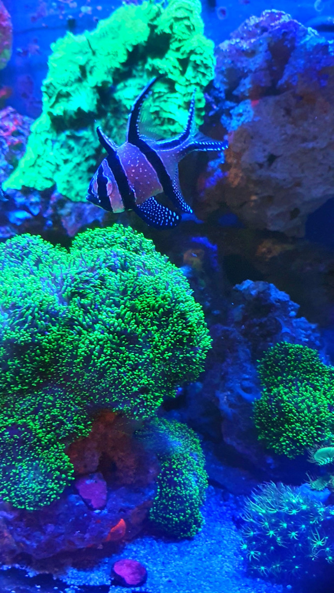 Pterapogon kauderni